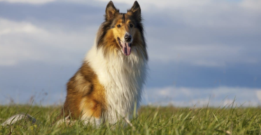 train-dog-to-sit