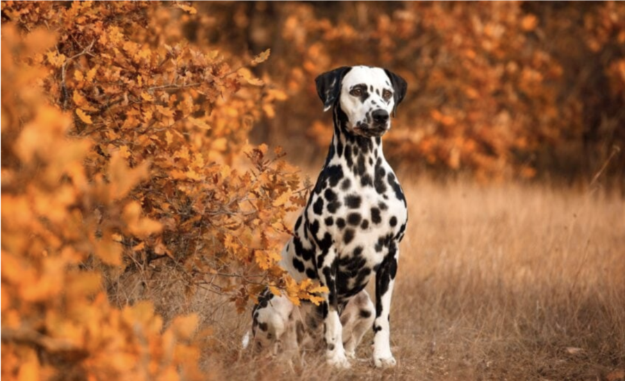 dog-clicker-training