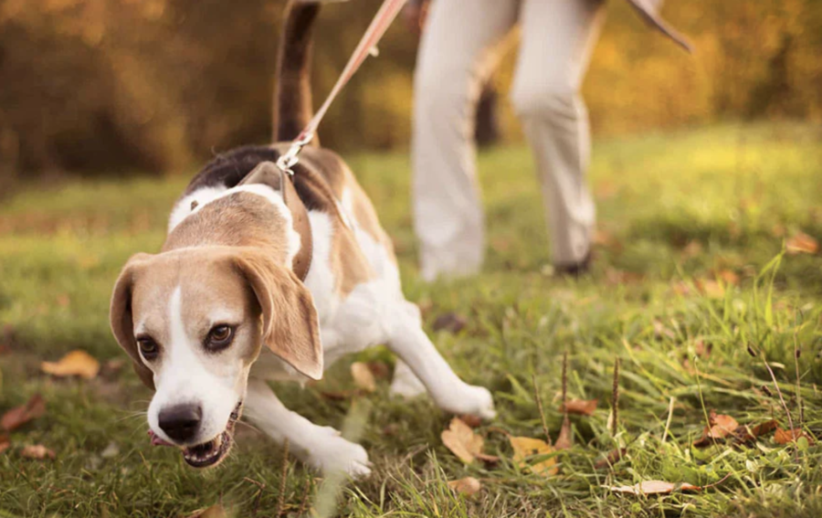 dog-pulling-on-leash